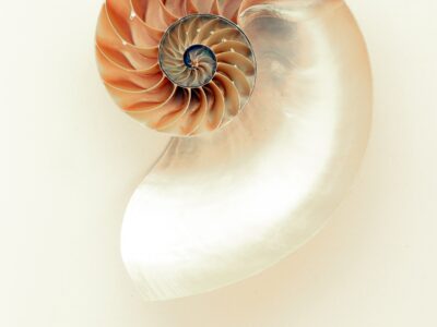 Sea spiral flower produce shine ear 675538 pxhere com